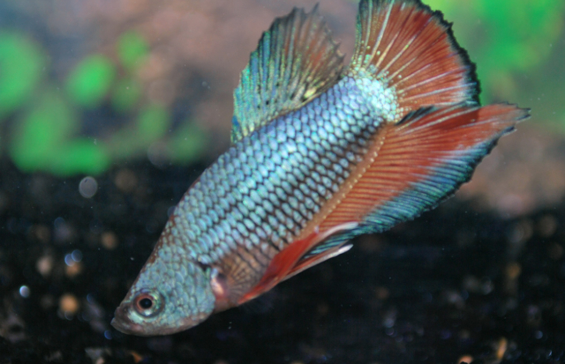 Combattant Plakat (mÂle)