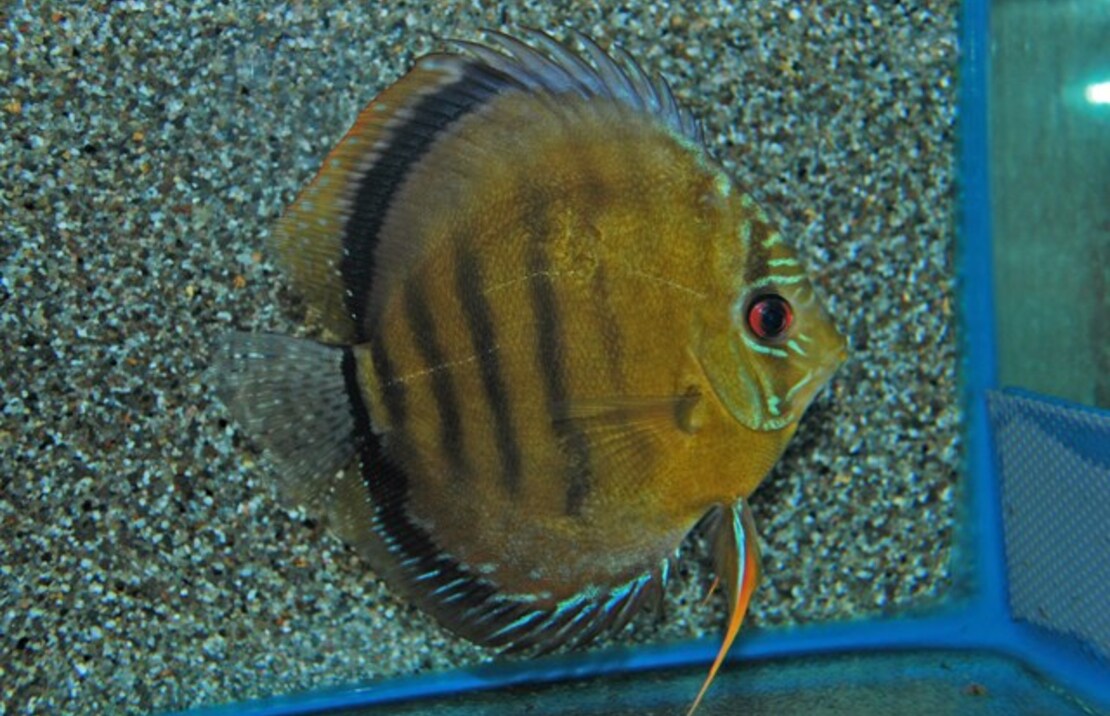 Discus Axelrodi
