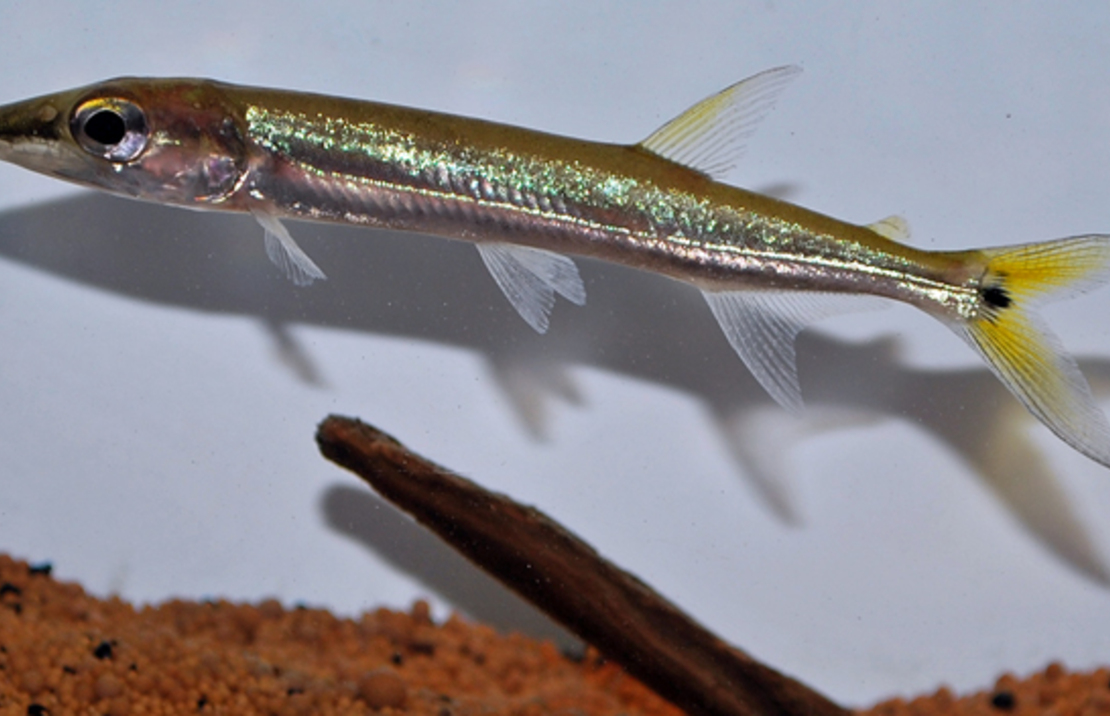 Acestrorhynchus Isalineae M/l