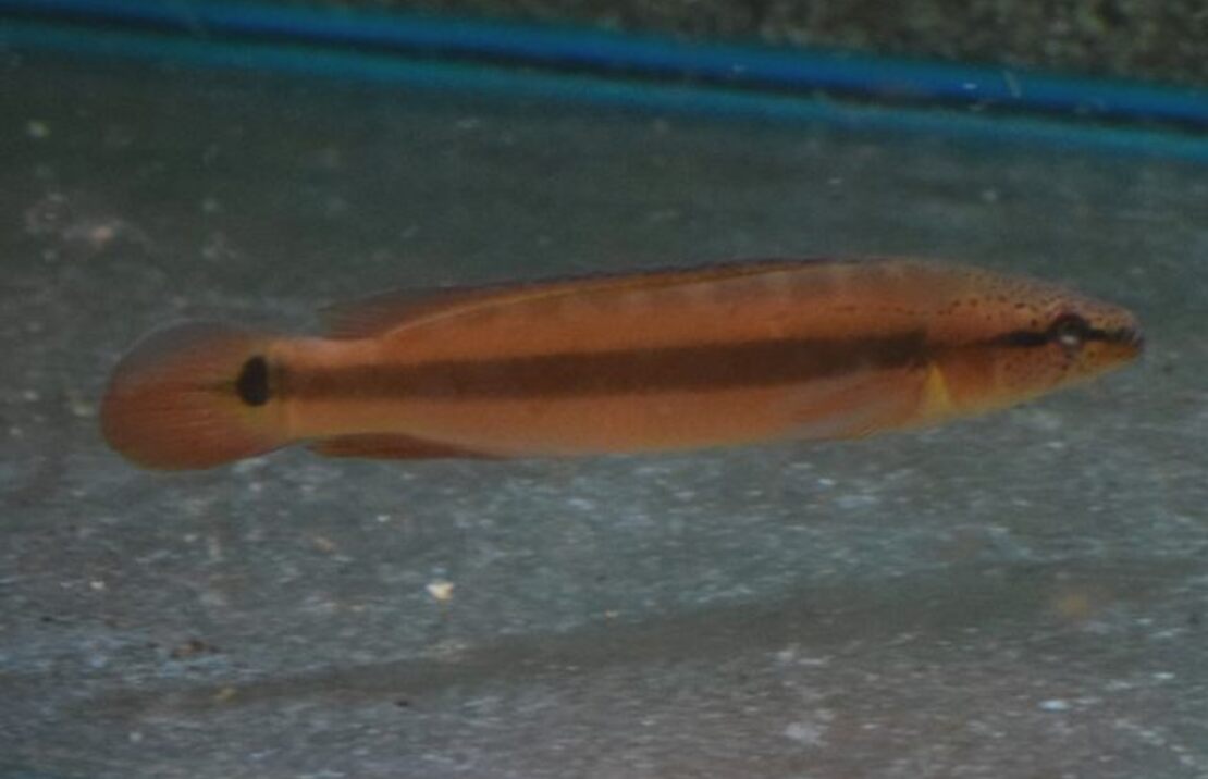 Crenicichla Strigata