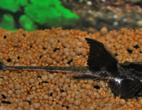 Loricaria Rio Atabapo