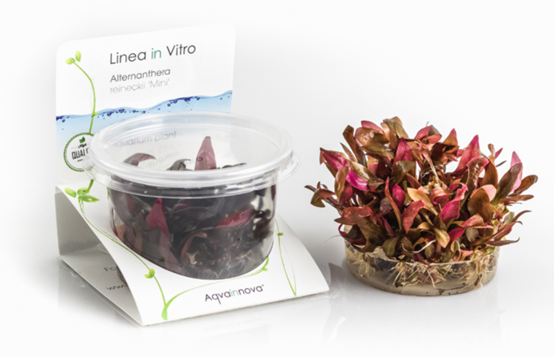 Alternanthera Reineckii 'mini' - In Vitro Cup