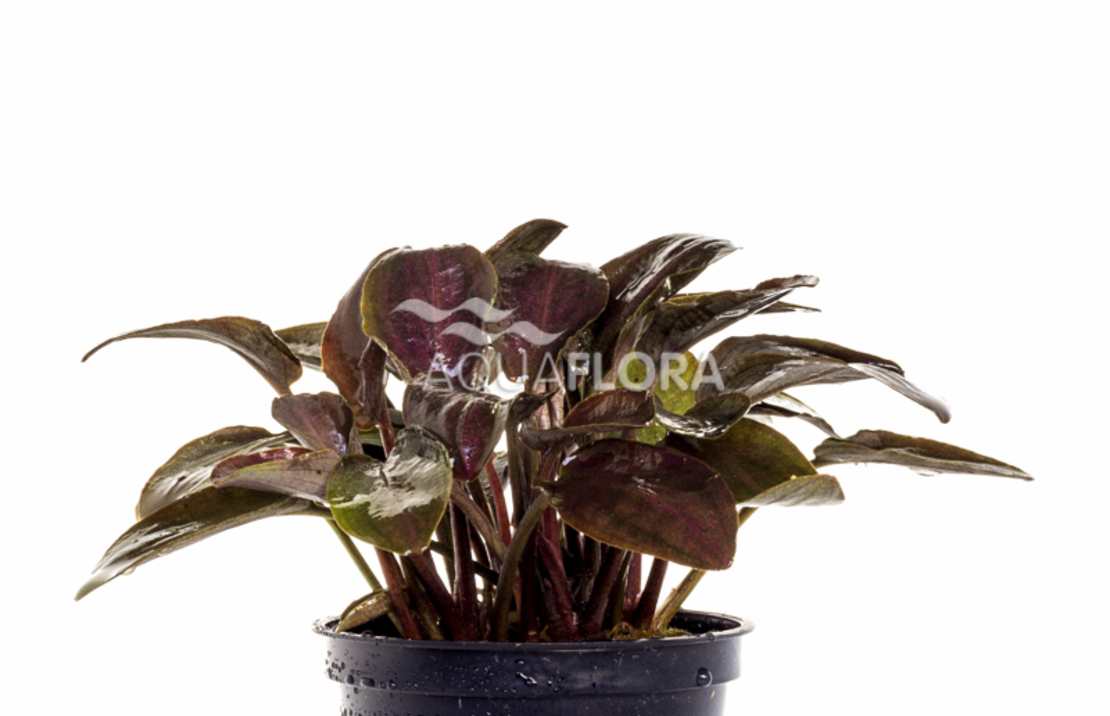 Lagenandra Meeboldii 'red' - Pe