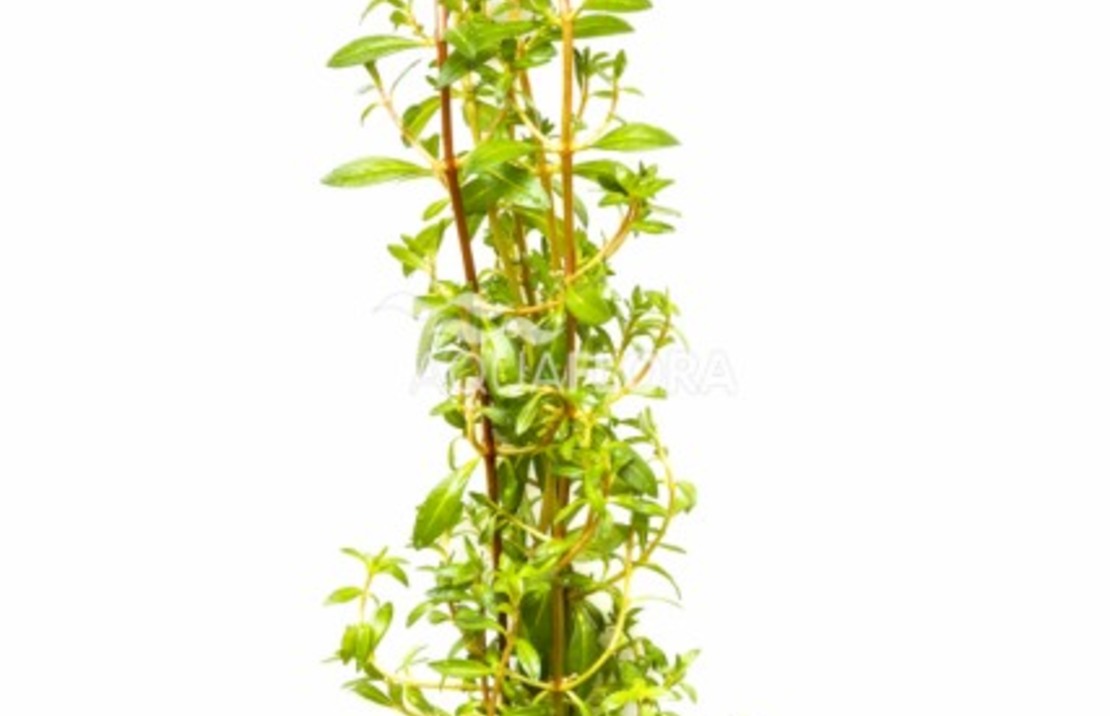 Ludwigia Arcuata - Ba