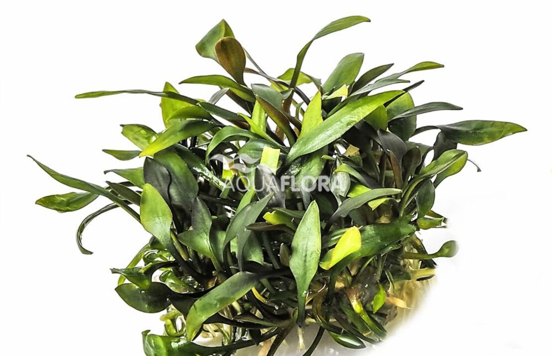 Cryptocoryne Pygmaea - In Vitro Cup