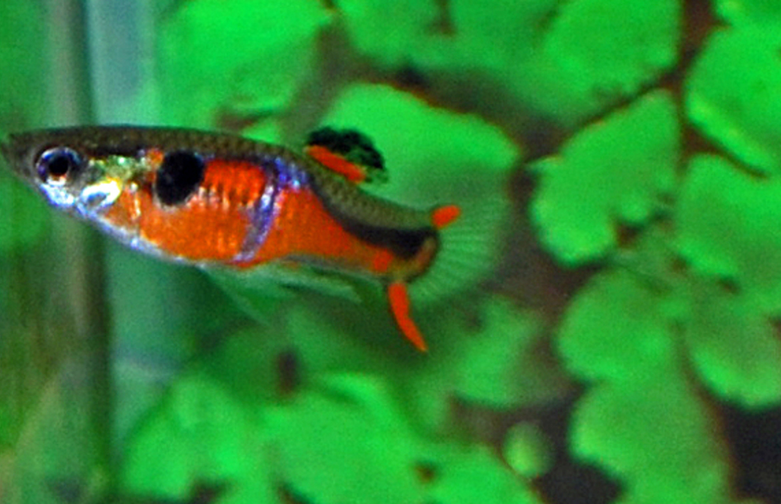 Guppy Endler Red Chest (m/f)
