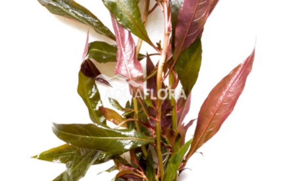 Ludwigia Glandulosa - Ba