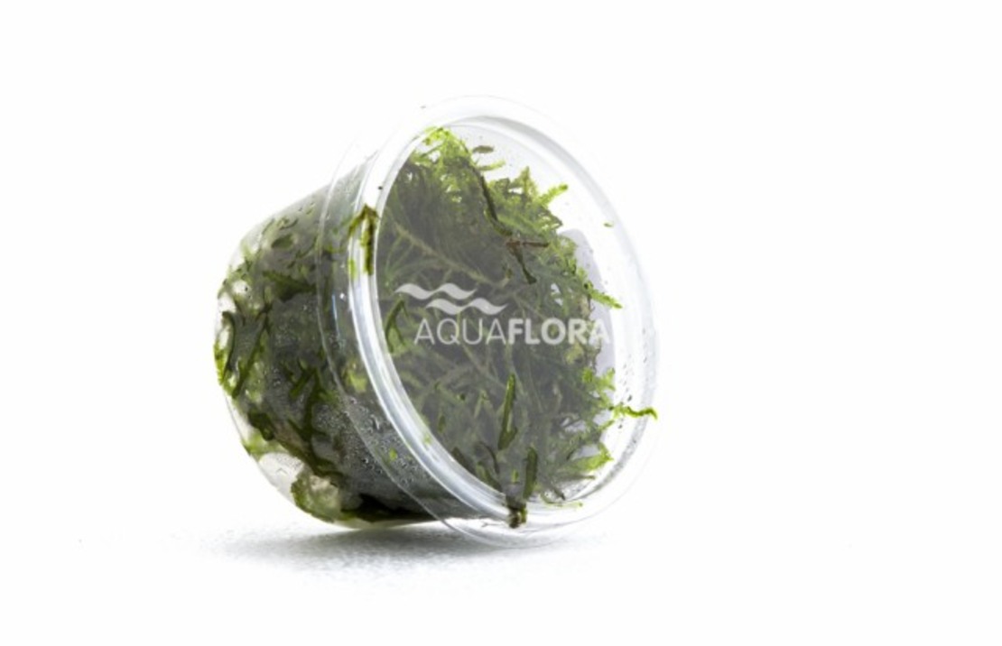 Vesicularia Dubyana - Cup 10gr. - La