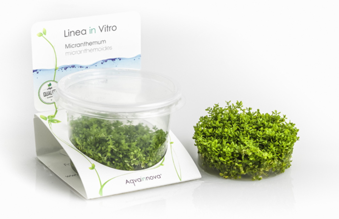 Micranthemum Micranthemoides - In Vitro Cup