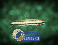 Poisson-crayon Super Rouge Cenepa