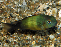 Brabantbuntbarsch Ikola