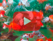 Voile De Chine Assortis