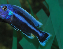 CichlidÉ Malawi Chipokae