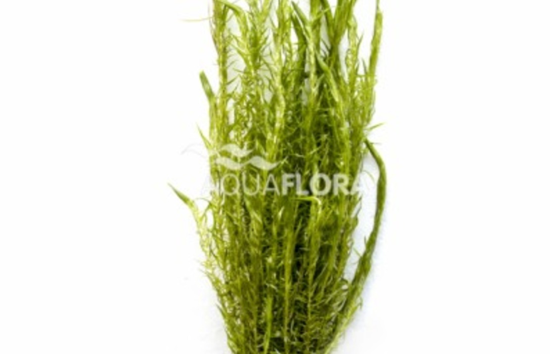 Rotala Sp. 'nanjenshan' - Ba