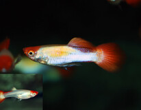 Guppy Koi  (m/f)