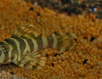 L134 Leopard Frog Pleco