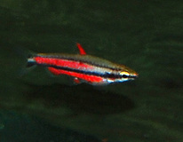 Poisson-crayon Pourpre