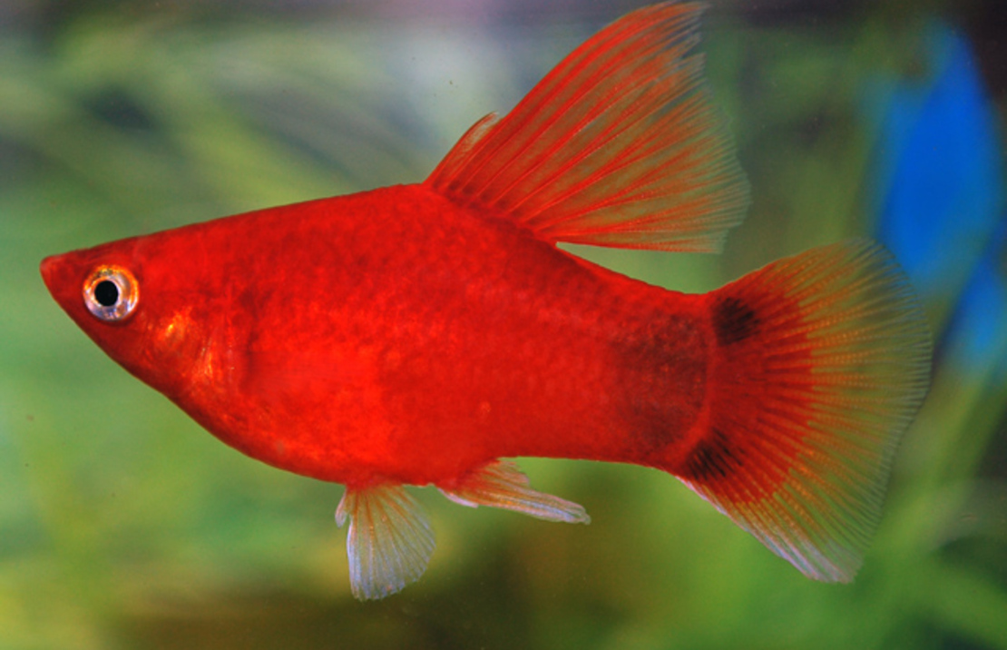 Platy Highfin Rouge Mickey