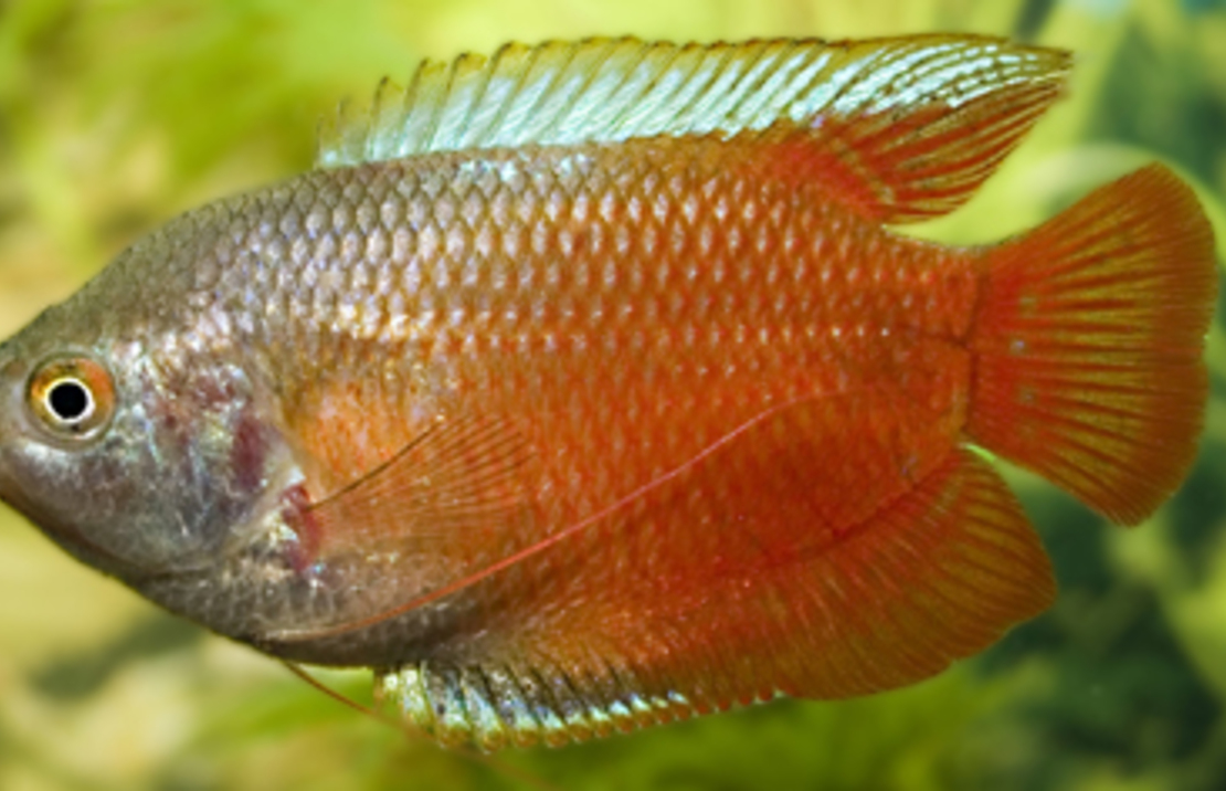 Dwarf Gourami Red (m/f)