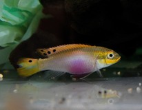 Kersenbuikcichlide Moliwe