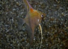 Scalaire Type Sauvage