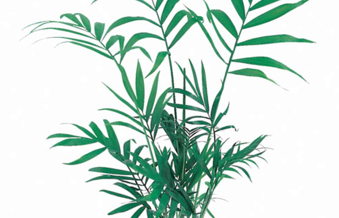 Chamaedorea Elegans - Pt