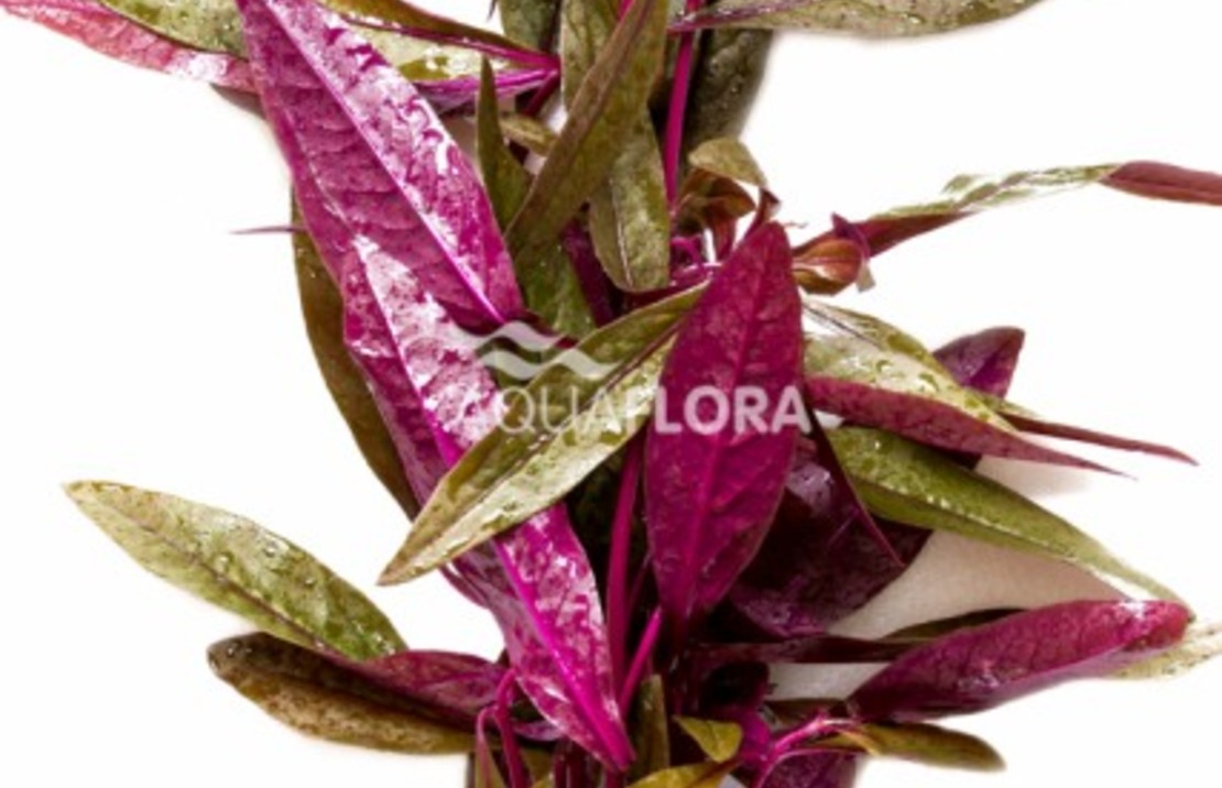 Alternanthera Sessilis - Ba
