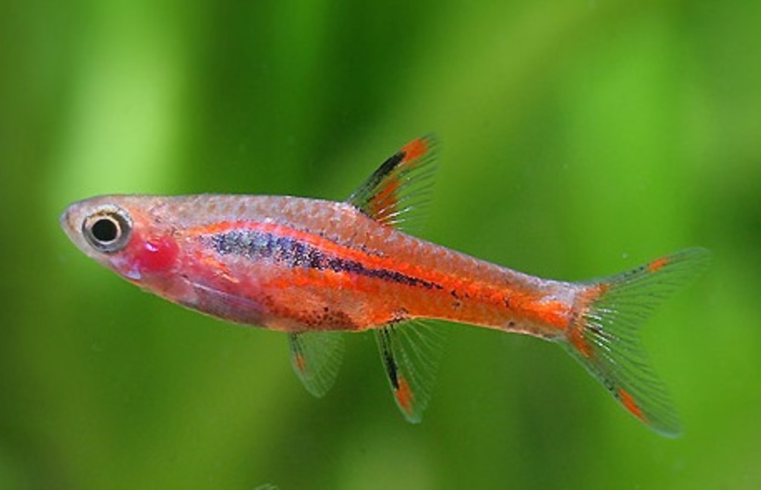Rasbora Moustique