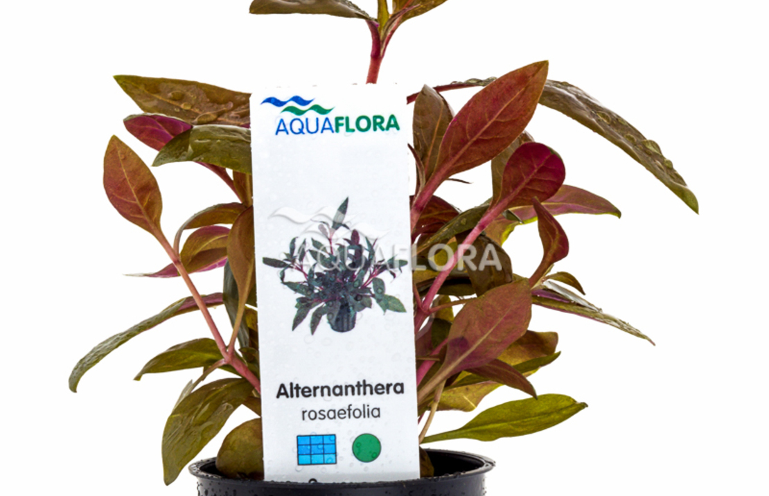 Alternanthera Reineckii 'rosaefolia' - Pe