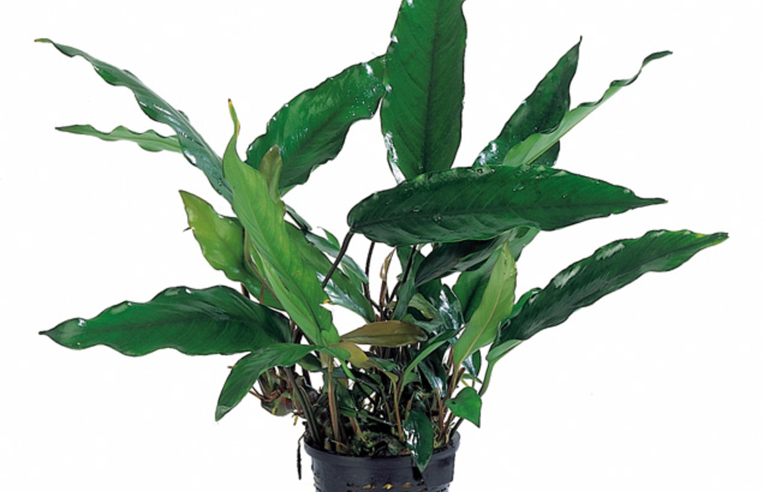 Anubias Lanceolata - Xl