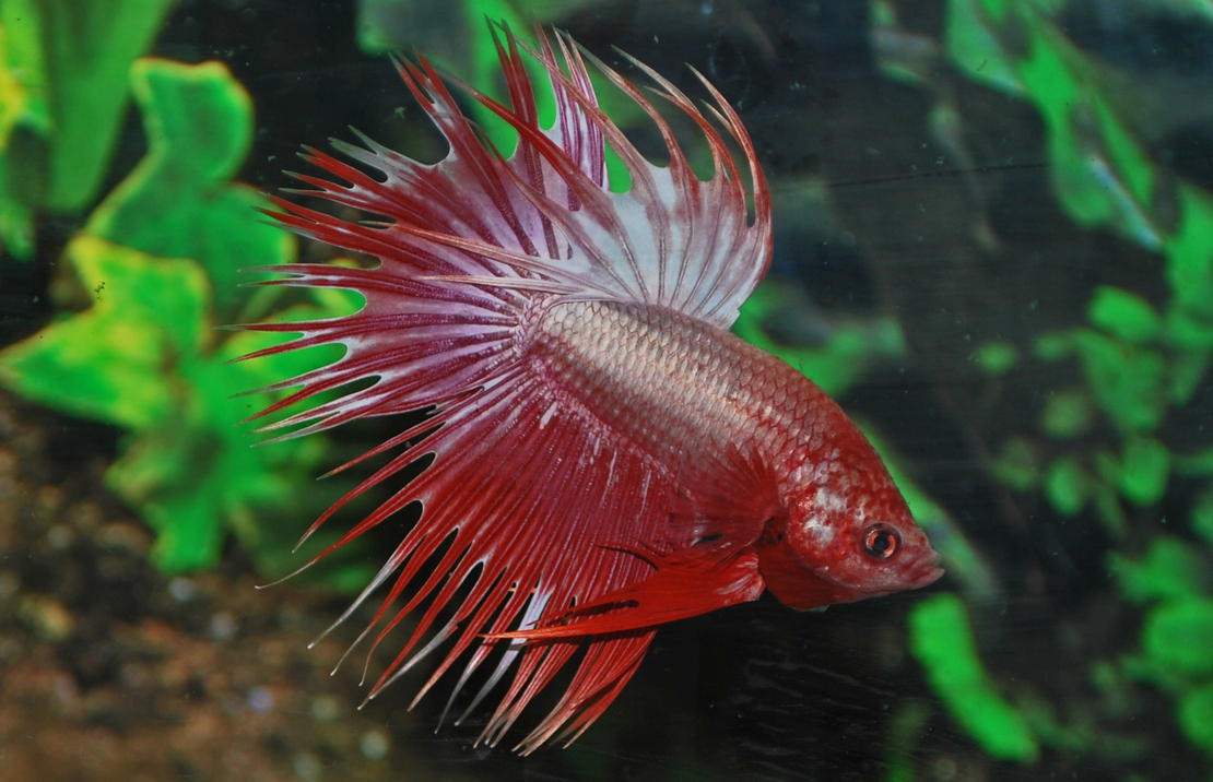 Combattant Crowntail Dragon (mÂle)