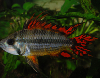 Cockatoo Dwarf Cichlid Double Red