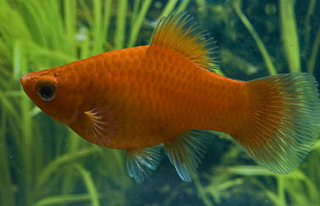 Platy Rouge