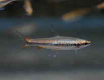 Potloodvisje Beckfordi Rood