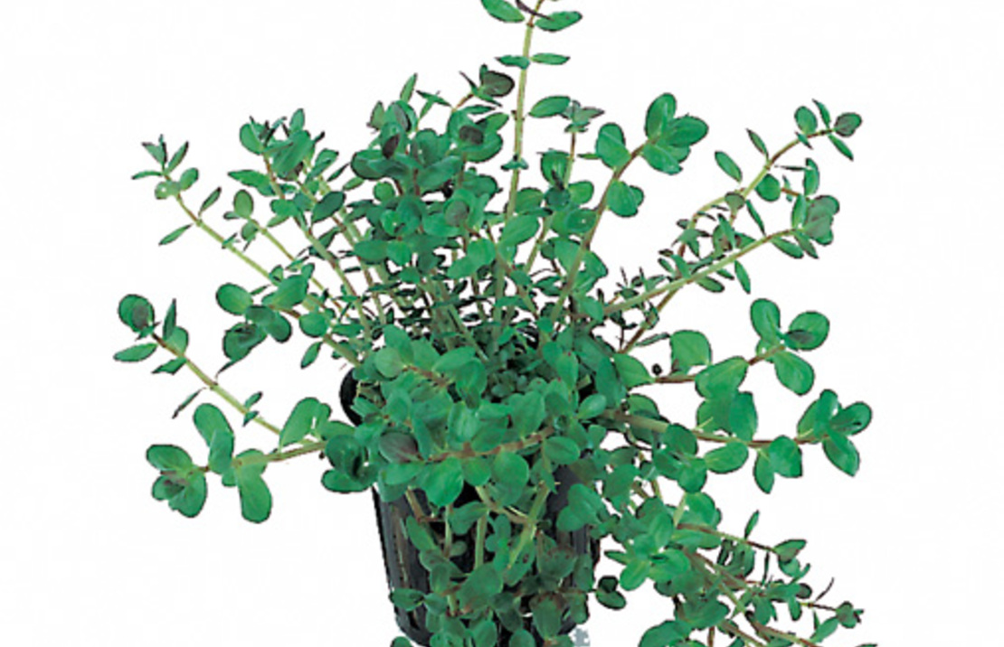 Rotala Rotundifolia - Pe