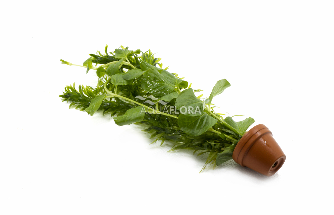 Terra-cotta Mix 2 Varieties Green - Ta