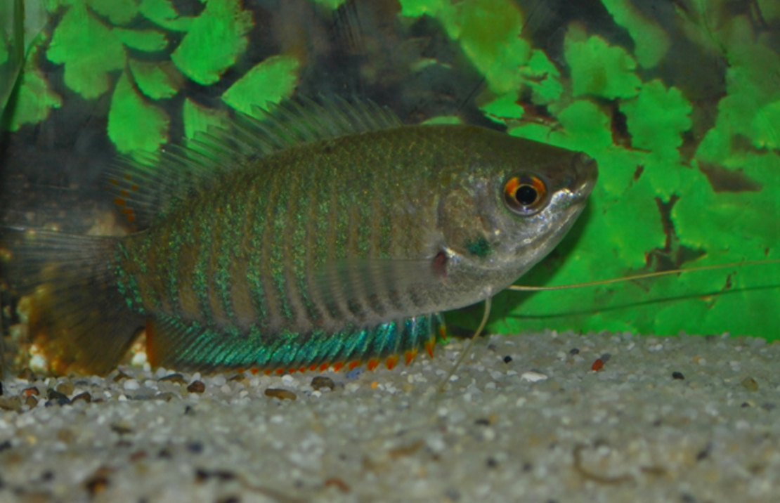 Banded Gourami