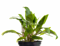 Cryptocoryne X Willisii - Pe