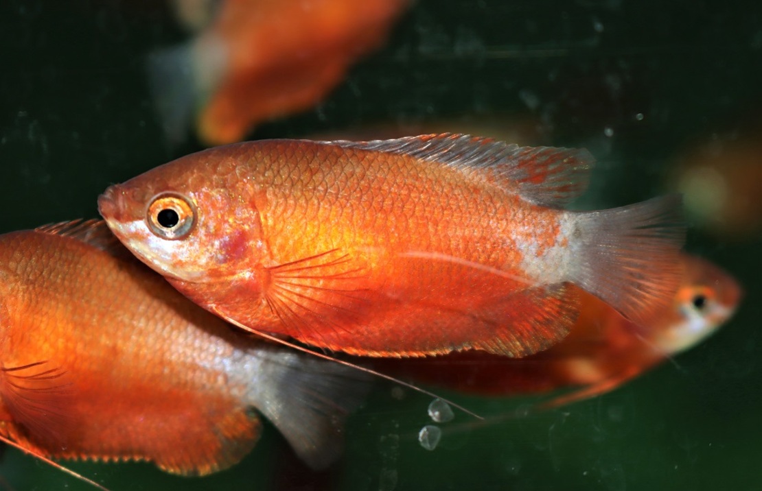 Gourami Miel Rouge