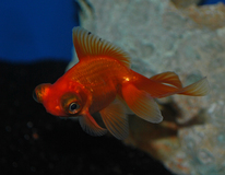 Fantail Butterfly Mix