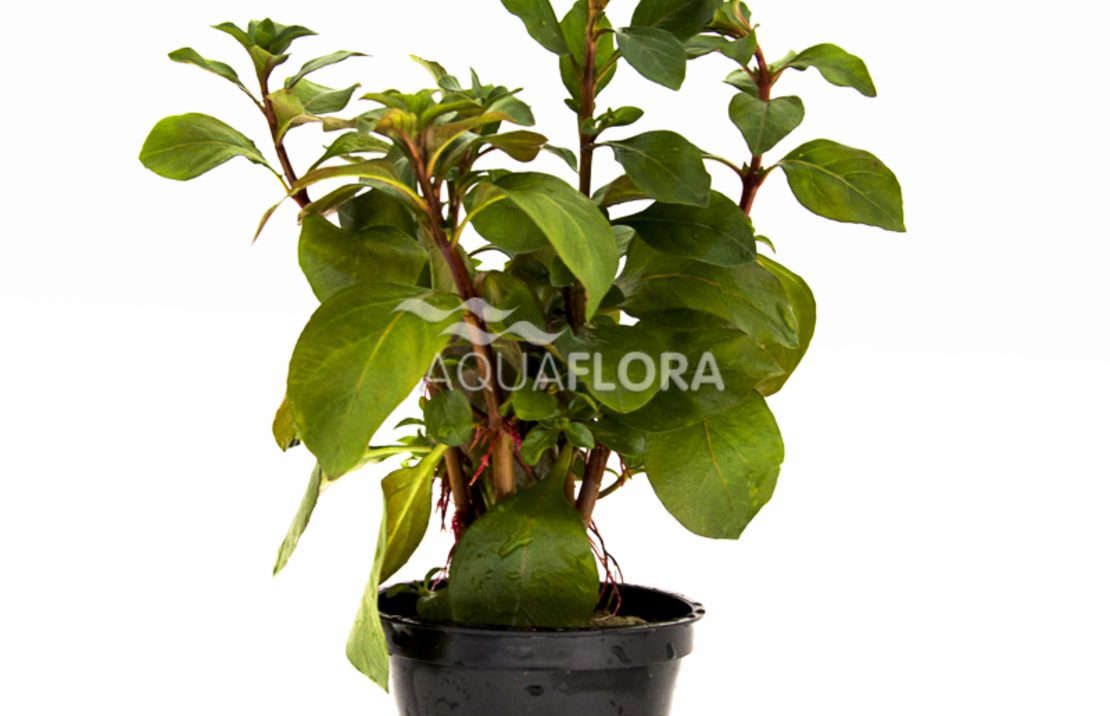 Ludwigia Repens 'mesacana' - Pe