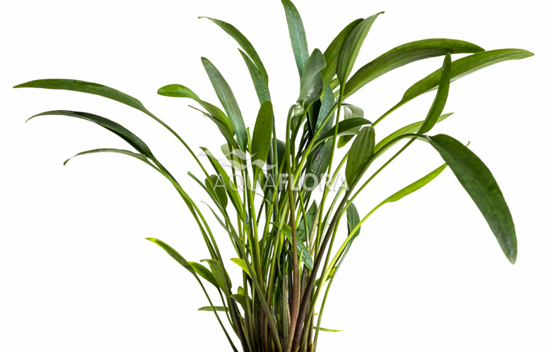 Cryptocoryne X Willisii 'nevellii' - Pe