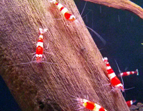 Crystal Red Shrimp