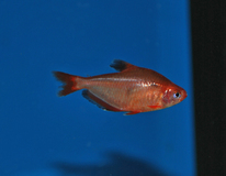 Blutsalmler Super Rot