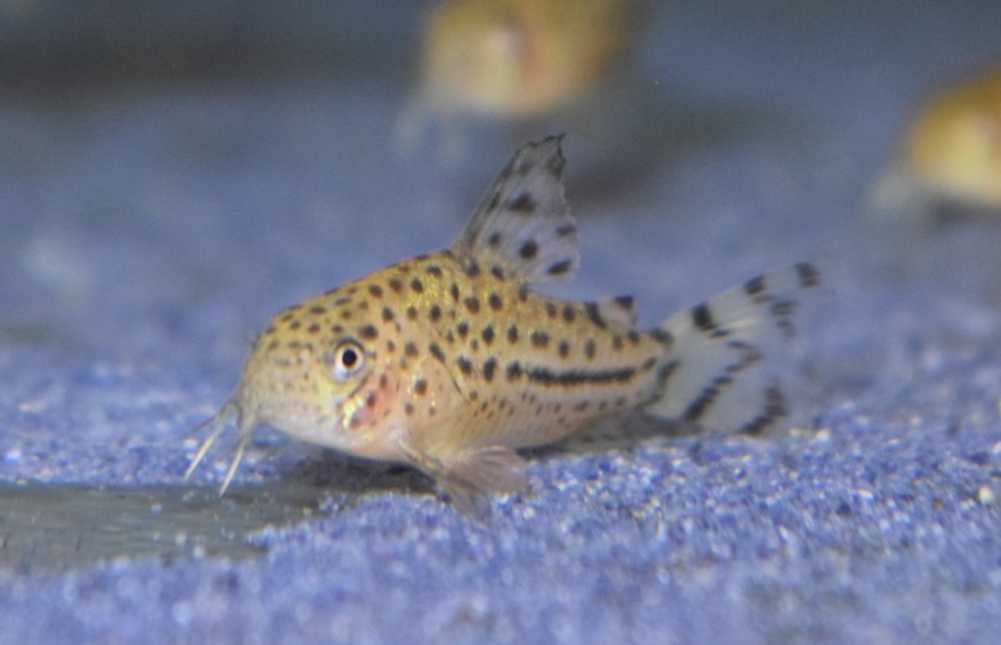 Pantsermeerval Knaacki