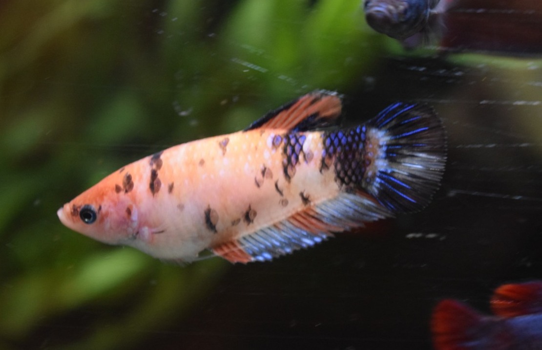 Combattant King (femelle)