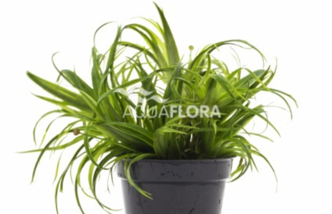 Ludwigia Palustris 'super Red' - Pe