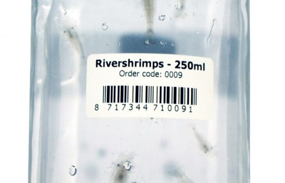 River Shrimps 250ml (8-10 Pcs) - Lv