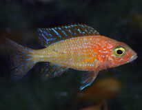 Aulonocara Fire Fish