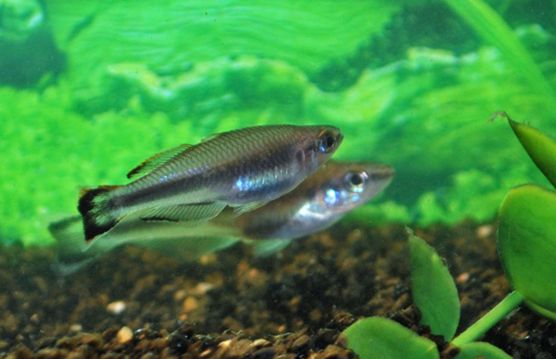 Arc-en-ciel De Madagascar